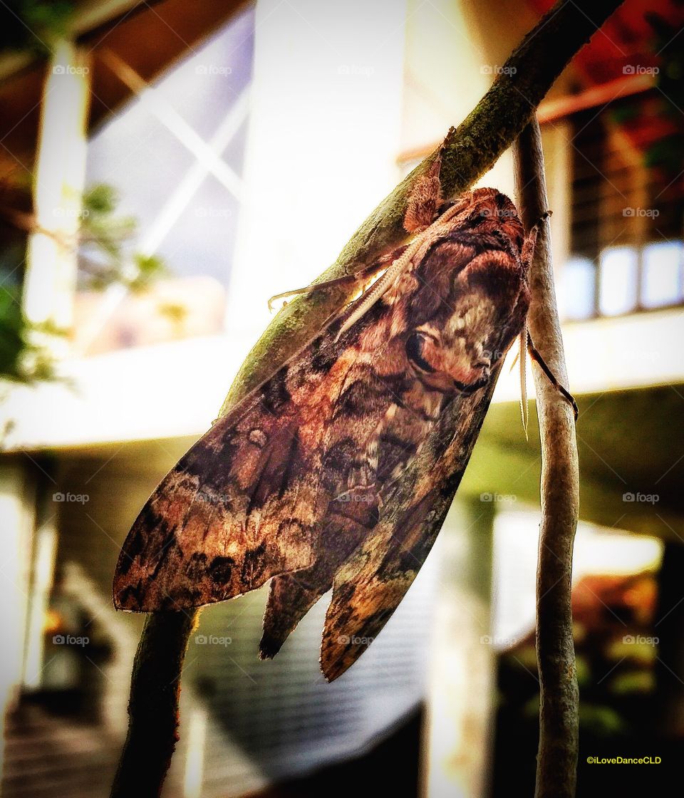 Hawaiian Lepidoptera, at rest in the garden at Hale Balleja, Big Island of Hawaii.