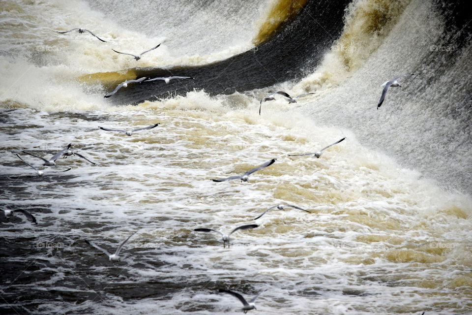 Seagulls at the Spillway