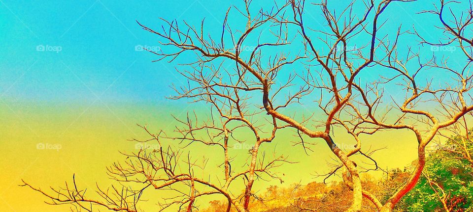 Tree without leaves under bright sun looks awesome.