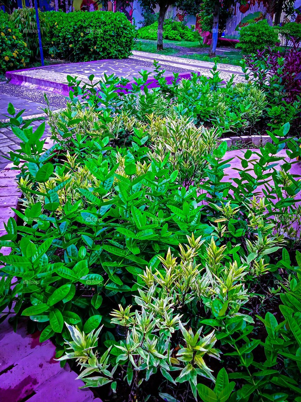 the beauty of flowers in the Indonesian pot garden, Tegal city