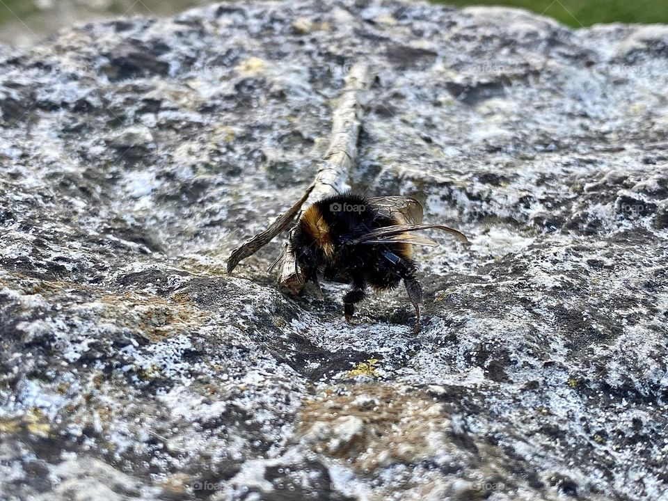 Bee