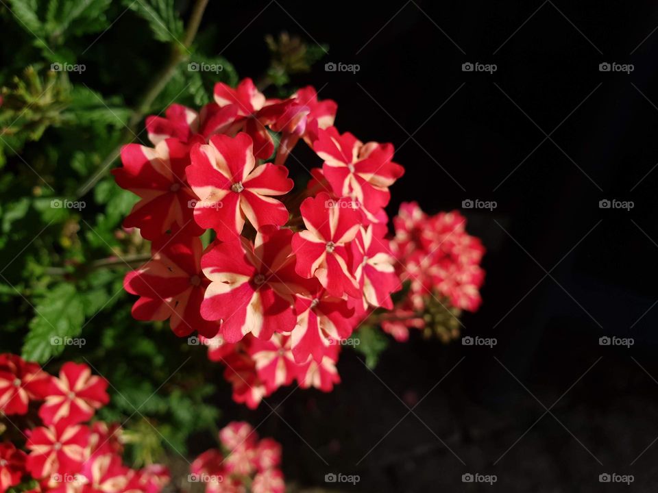 a portrait of red and yellow flowers in the sunlight on a sunny day in a garden with pitch black behind them.