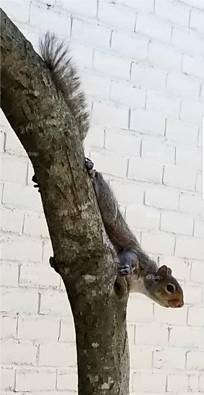 Squirrel posing on a branch