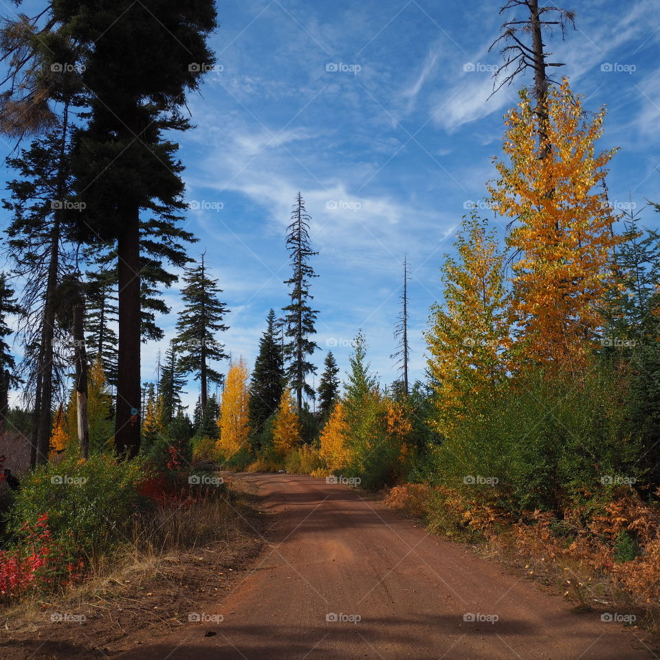 Fall color seems to sprout out of the ground in the high mountain backroads of Oregon. 