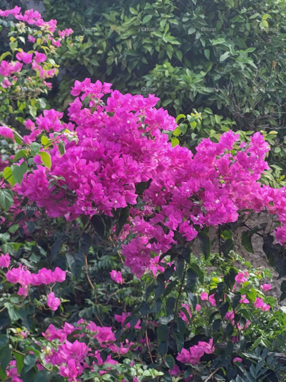 bougainvillées in Rhodes