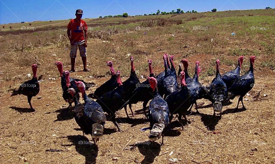 Turkey farm in Morocco