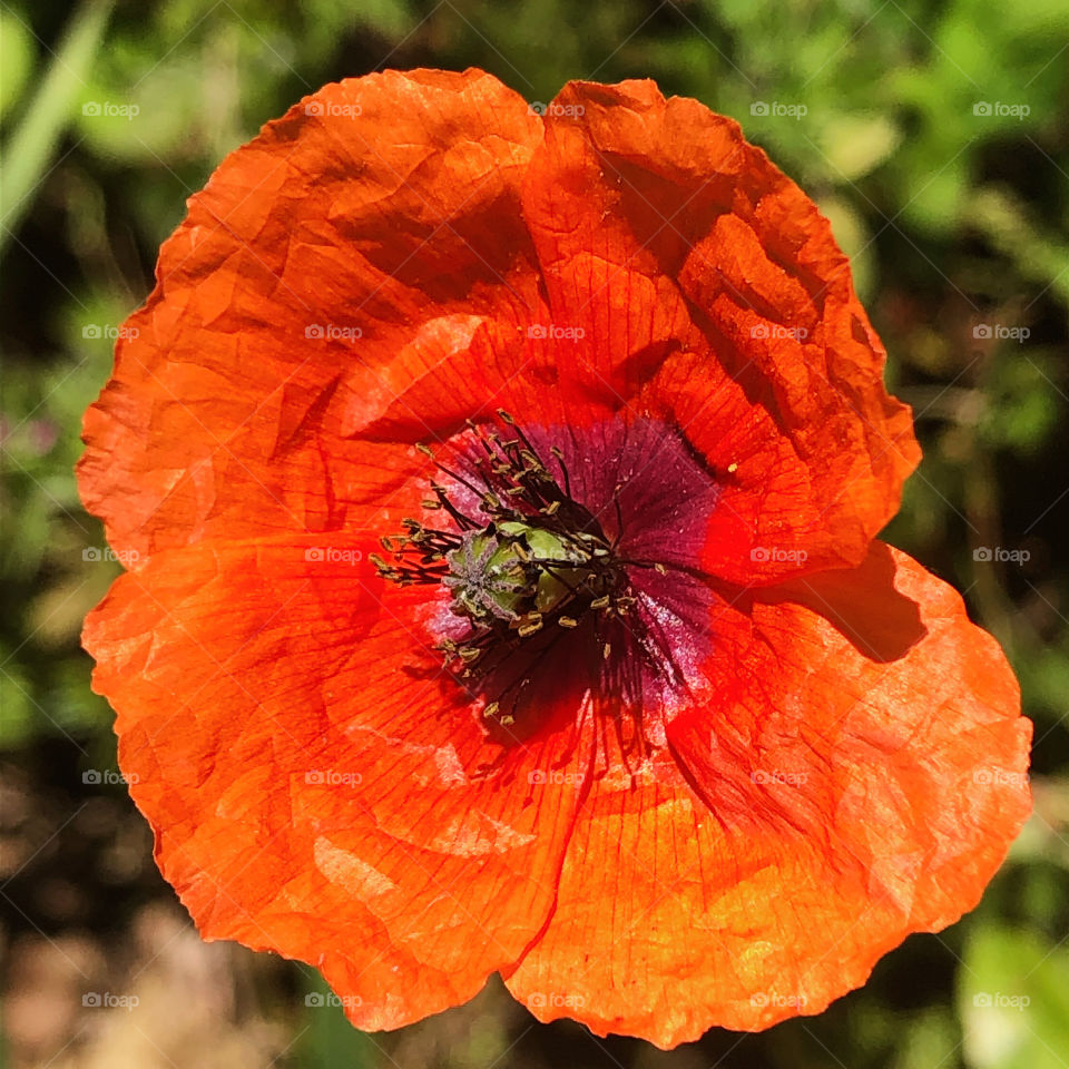 Bright red poppy in the sun