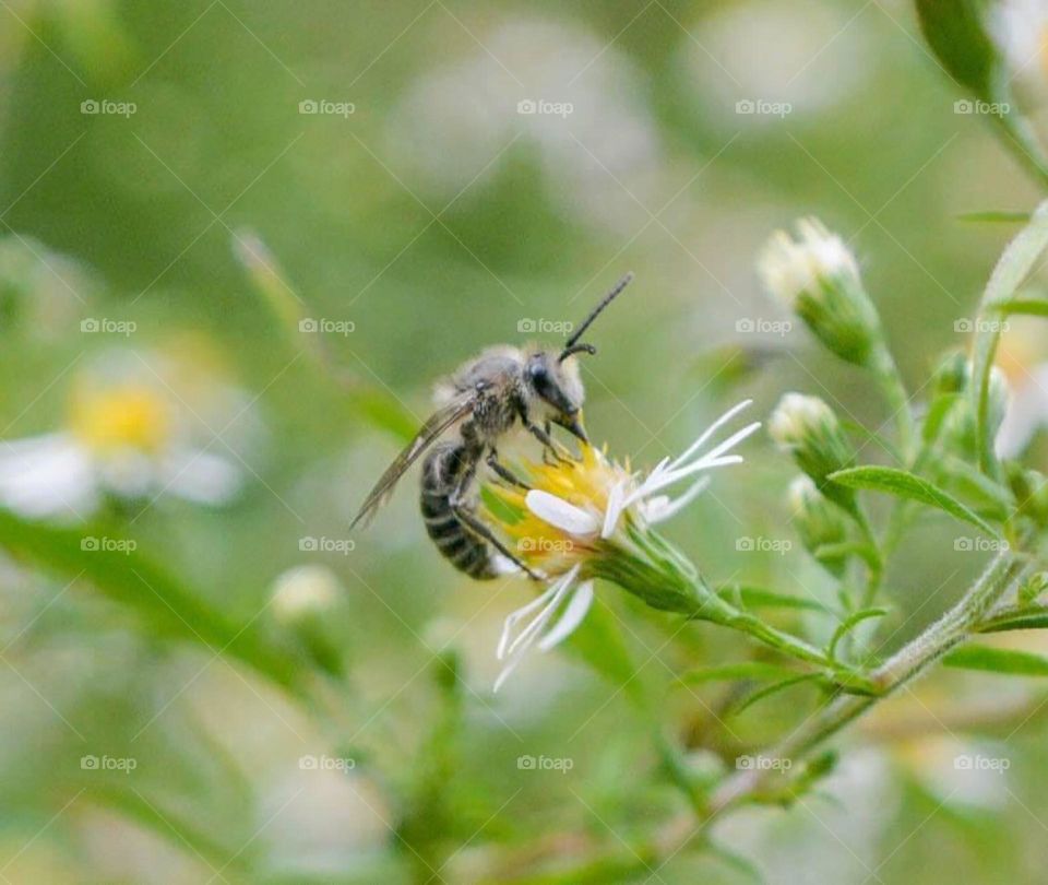 Bee on flower