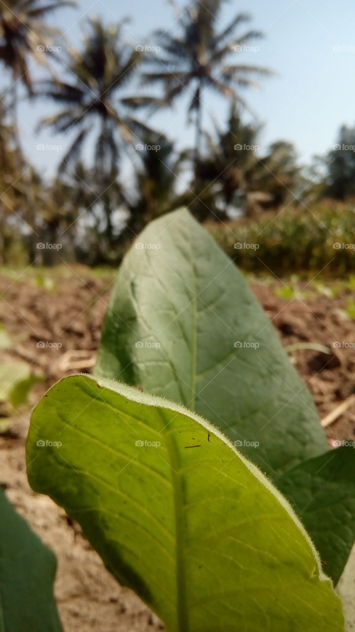 tobacco leaf
