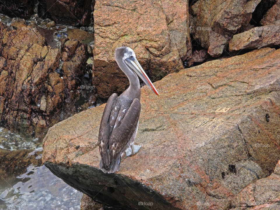 PELICAN ON THE ROCKS ^\ Leonardo Kubrick