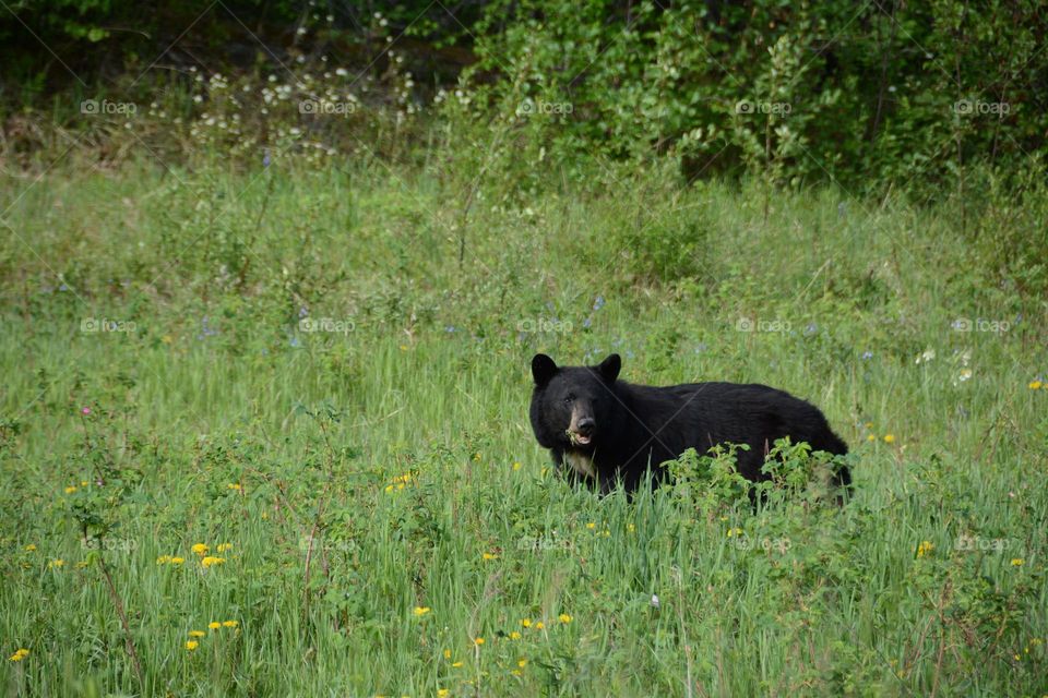 Black bear grazing peacefully in a field of flowers startled during spring in the Yukon.
