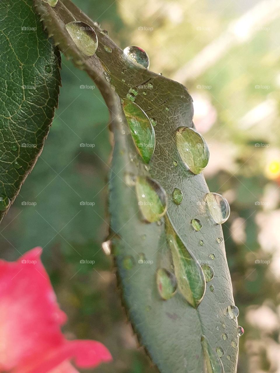 gotas de lluvia en las hojas verdes