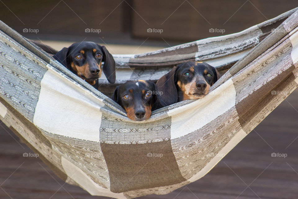 Dogs in the hammock