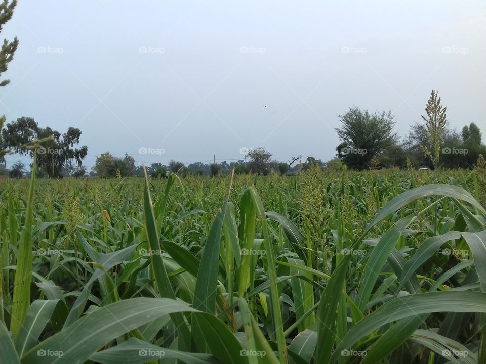 big landlord field wow! great green scene.