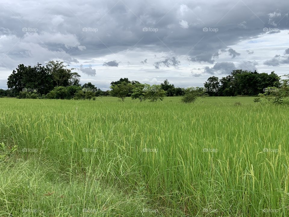 Beauty is everywhere, Countryside(Thailand)