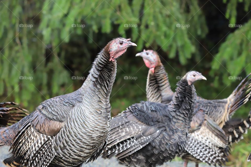 Turkeys  on the road each one  deep in its thoughts 