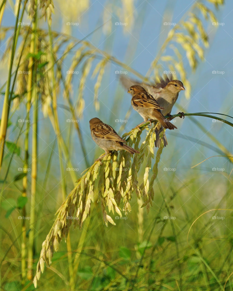 Birds perched on sea oats