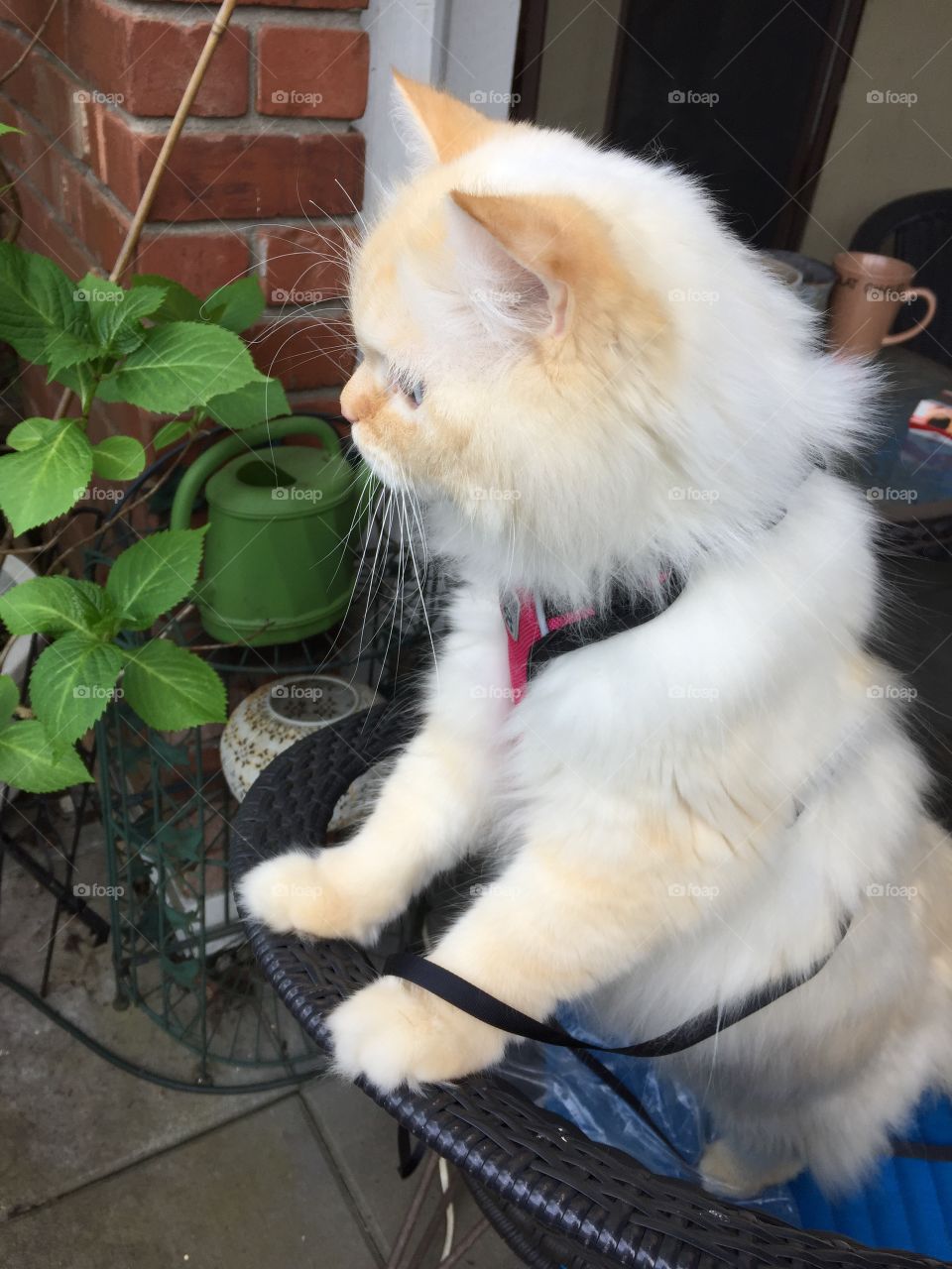 This is Harvey very photogenic. Harvey is a 2 yr old Flamepoint Ragdoll who walks on a leash 
