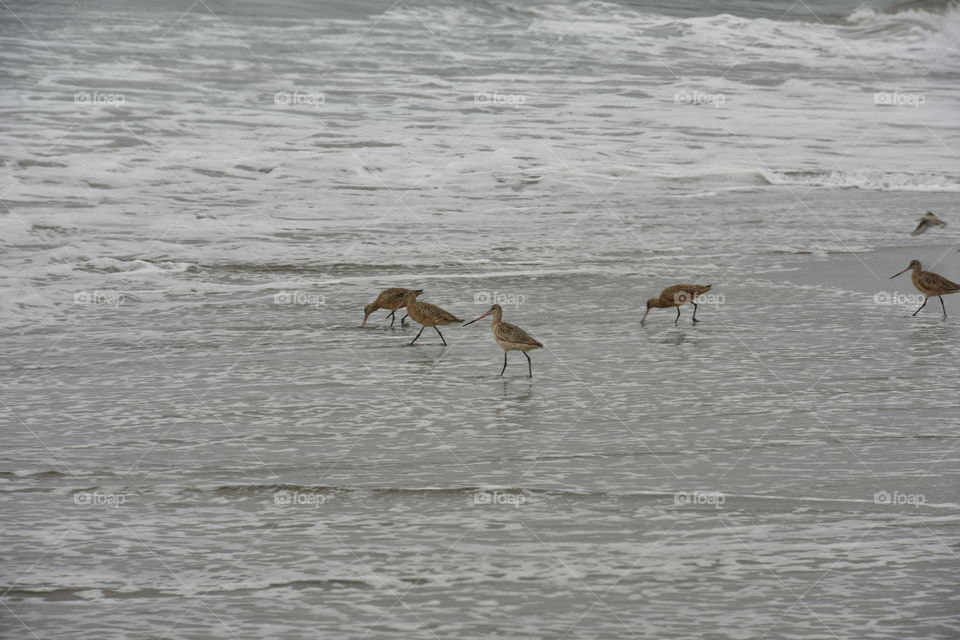 Seabirds foraging on a Pacific North West beach