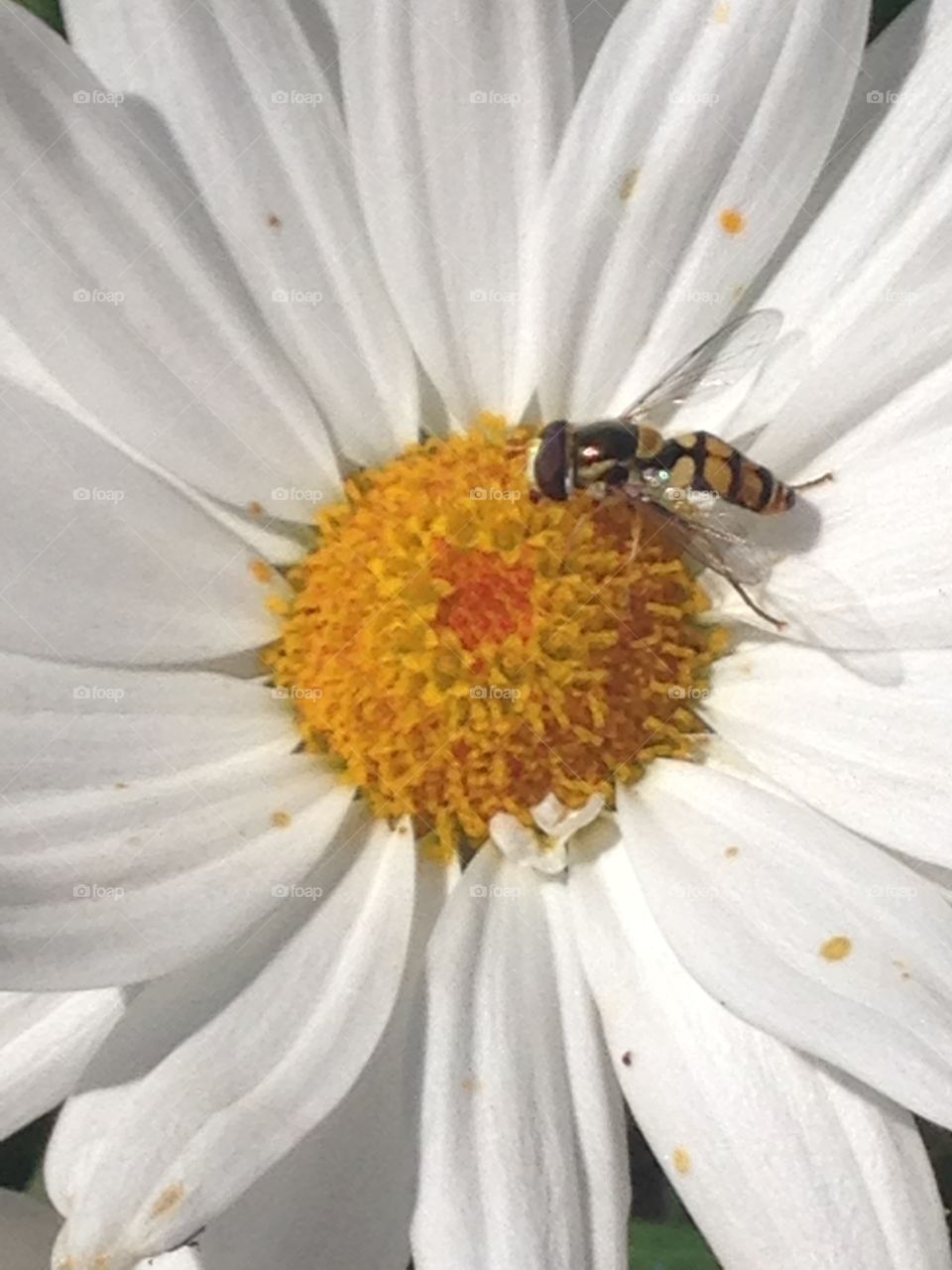 Up close of a native Australian 
bee
