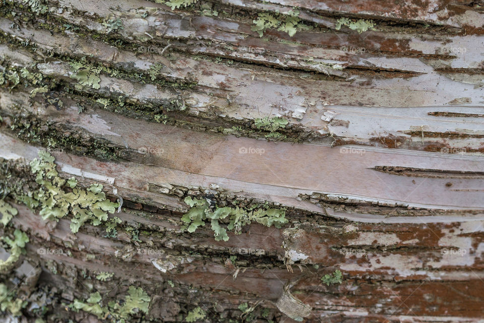 Close up of a missy tree in Upper Peninsula of Michigan