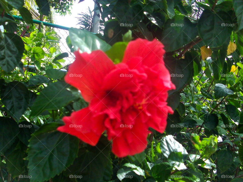 Garden, Leaf, Flora, Nature, Flower