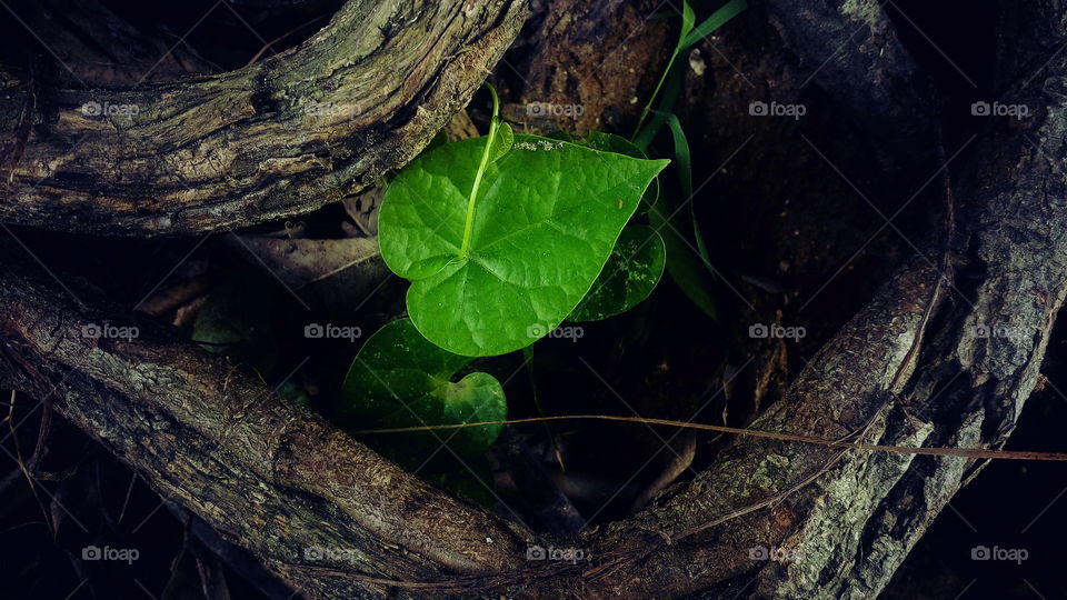 the beautiful green leaf  growth in root on road side