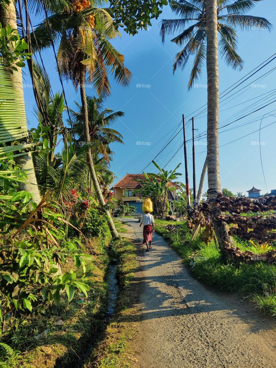Morning walk around rice paddy field in Ubud