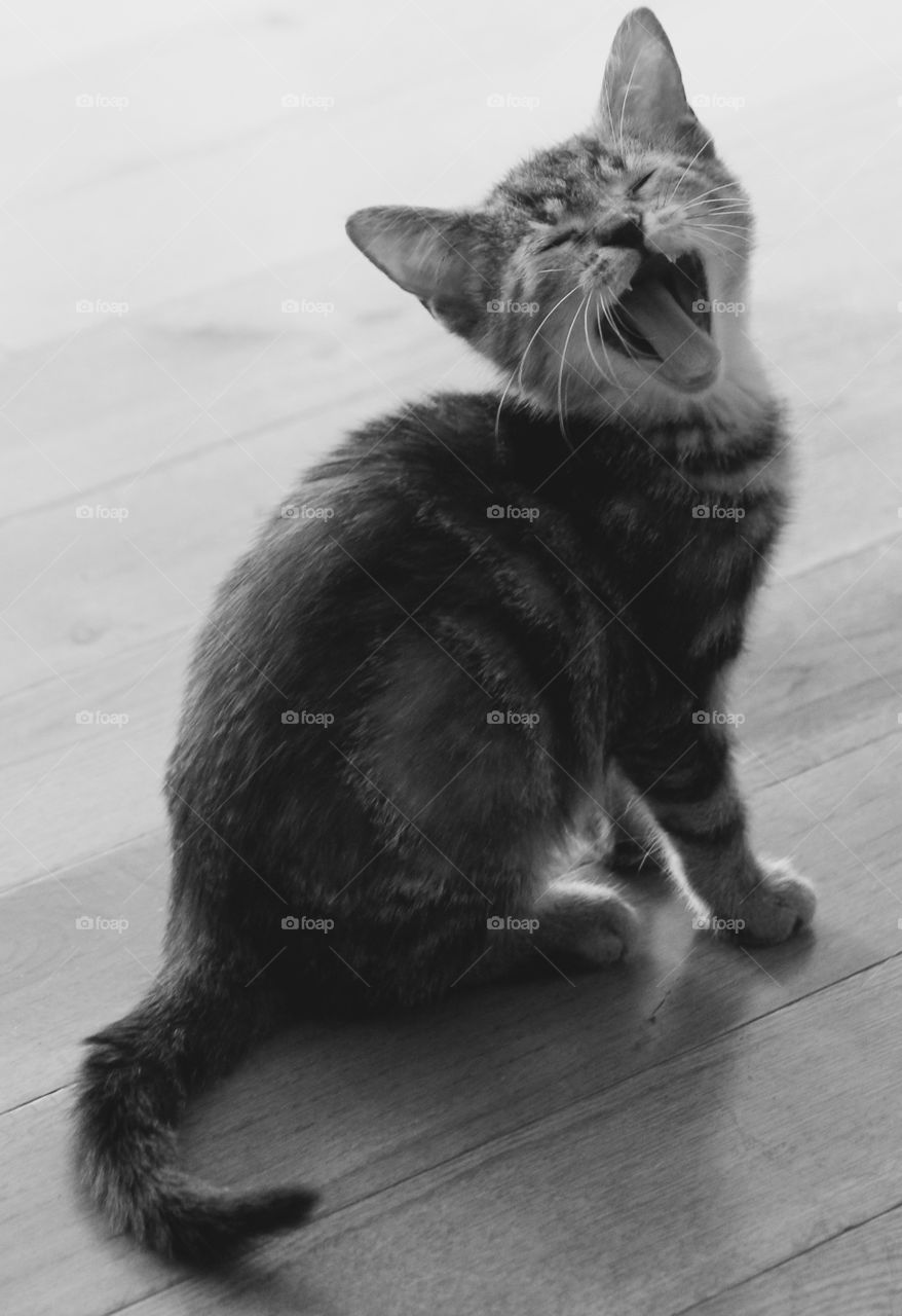 Exhausting being a kitten 