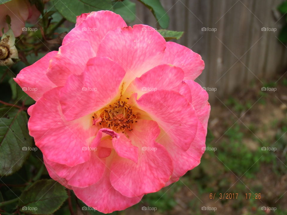 Dark pink full bloomed rose