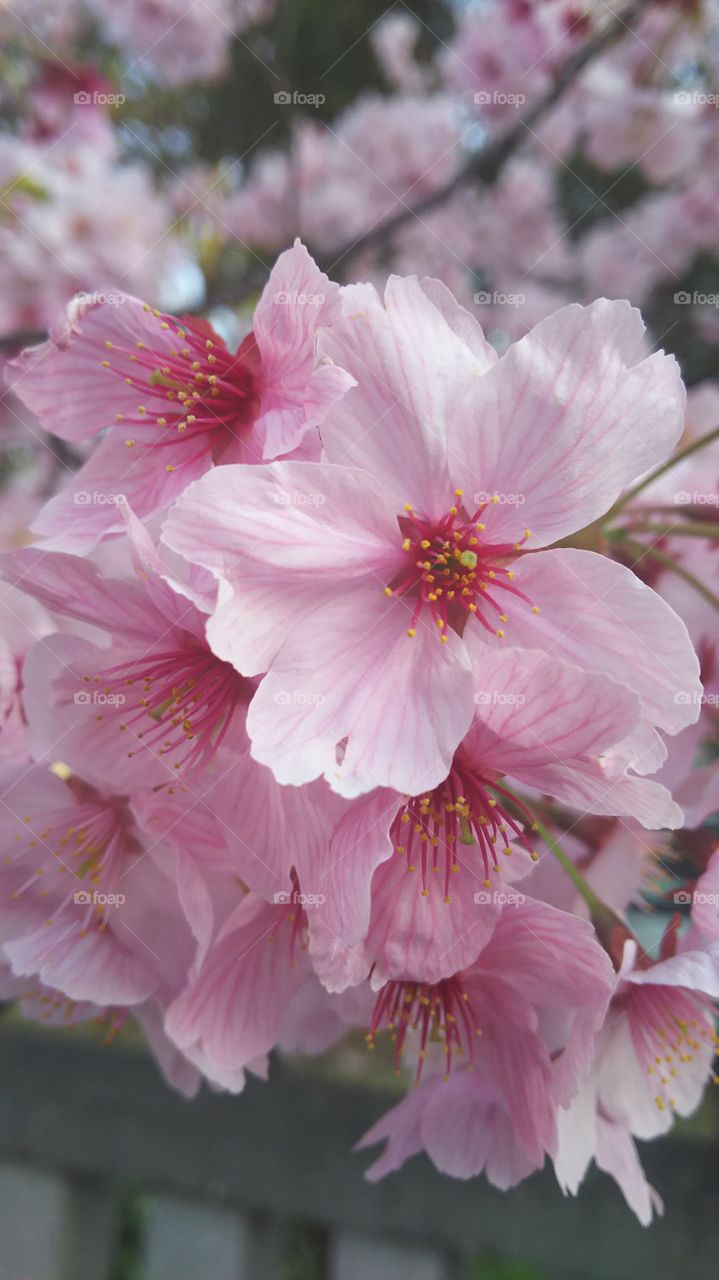 zoomup sakura flower photo