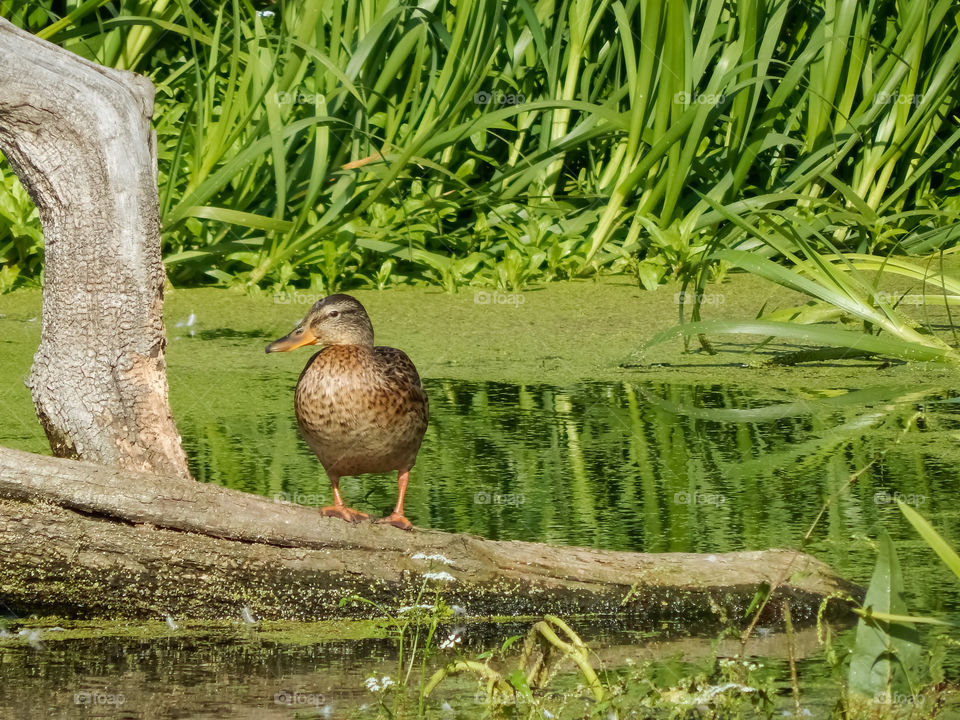 duck stands on a dry tree in the middle of the river, duckweed and reeds