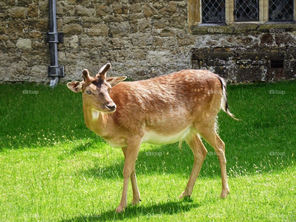 Deer. Kent England 
