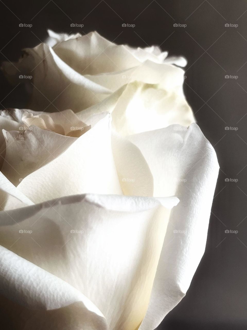 White roses 