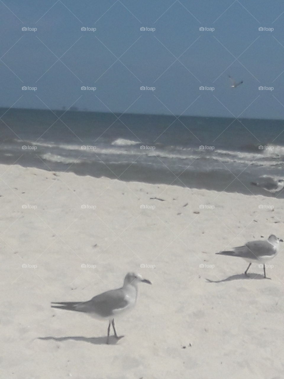 Seagulls on Dauphen beach