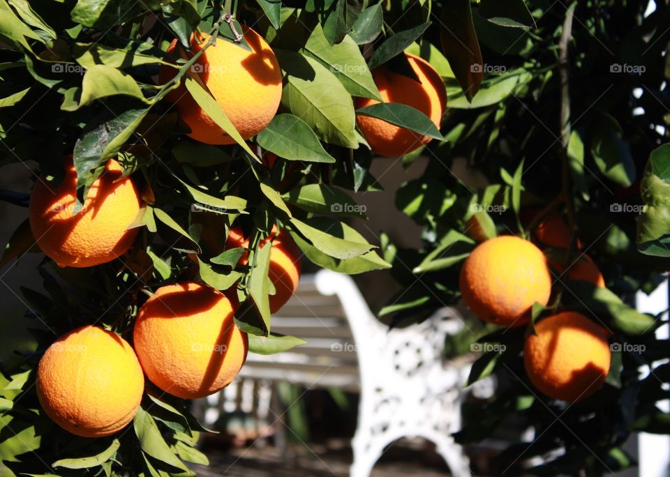 Orange Tree