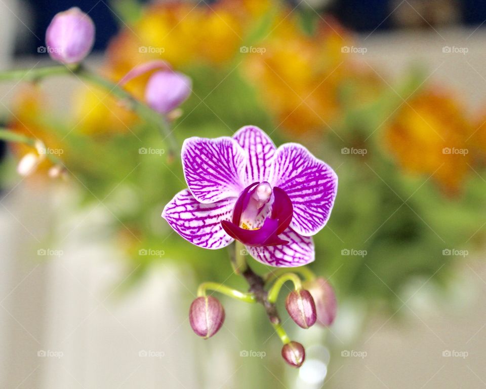 Espresso orchid