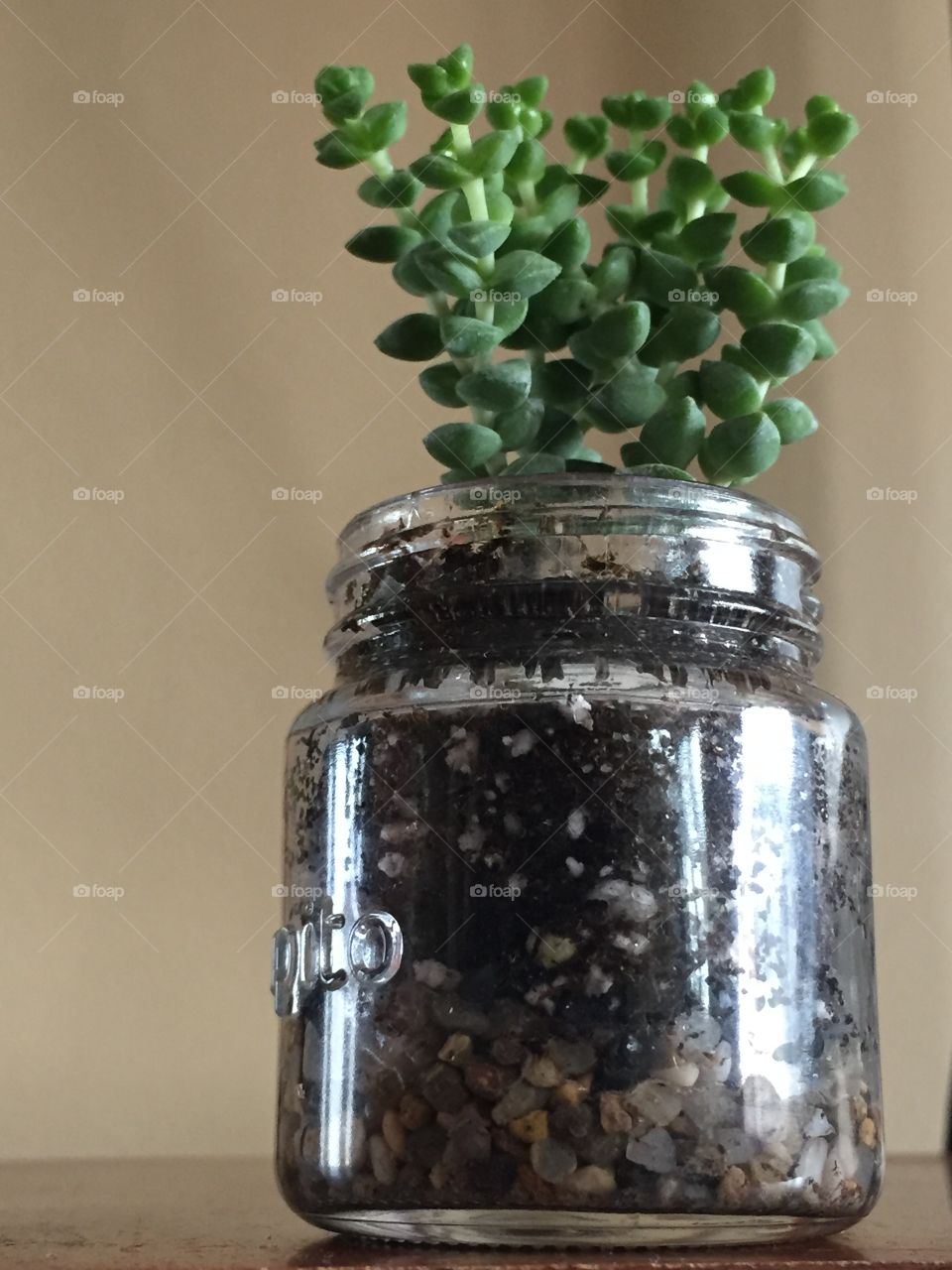 Tiny House Plant