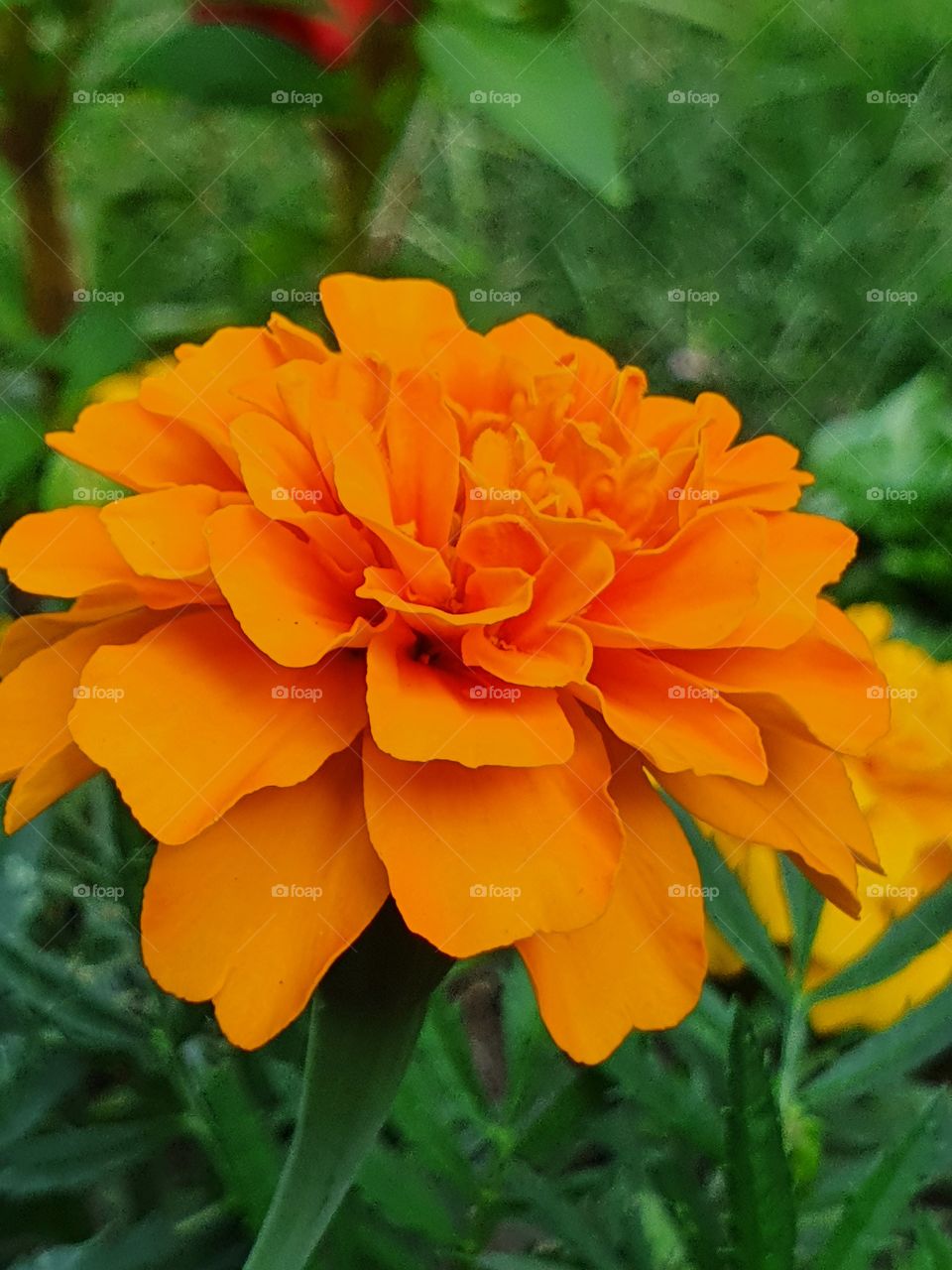 marigold