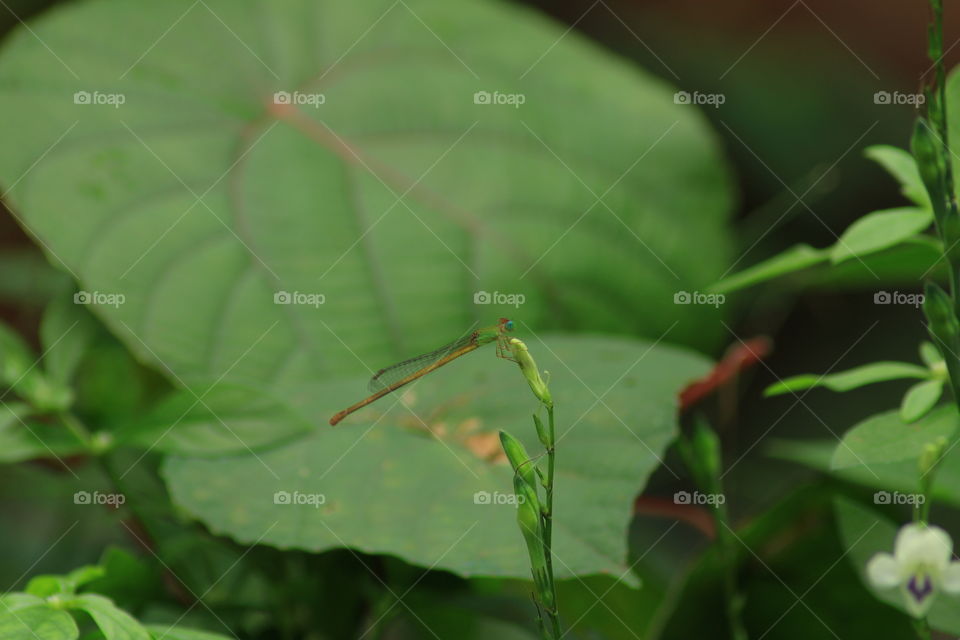 Damselflies are insects of the suborder Zygoptera in the order Odonata. They are similar to dragonflies