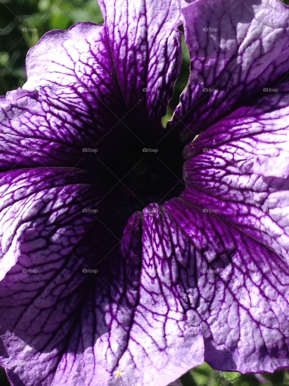 Purple petunia