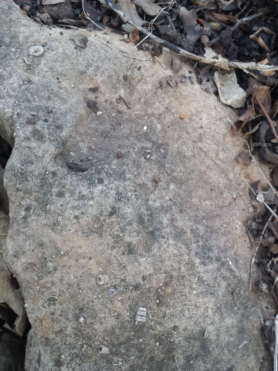 limestone with crinoids