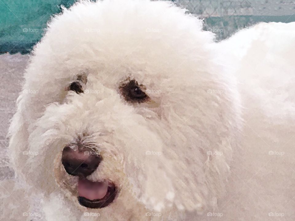 Giant white dog