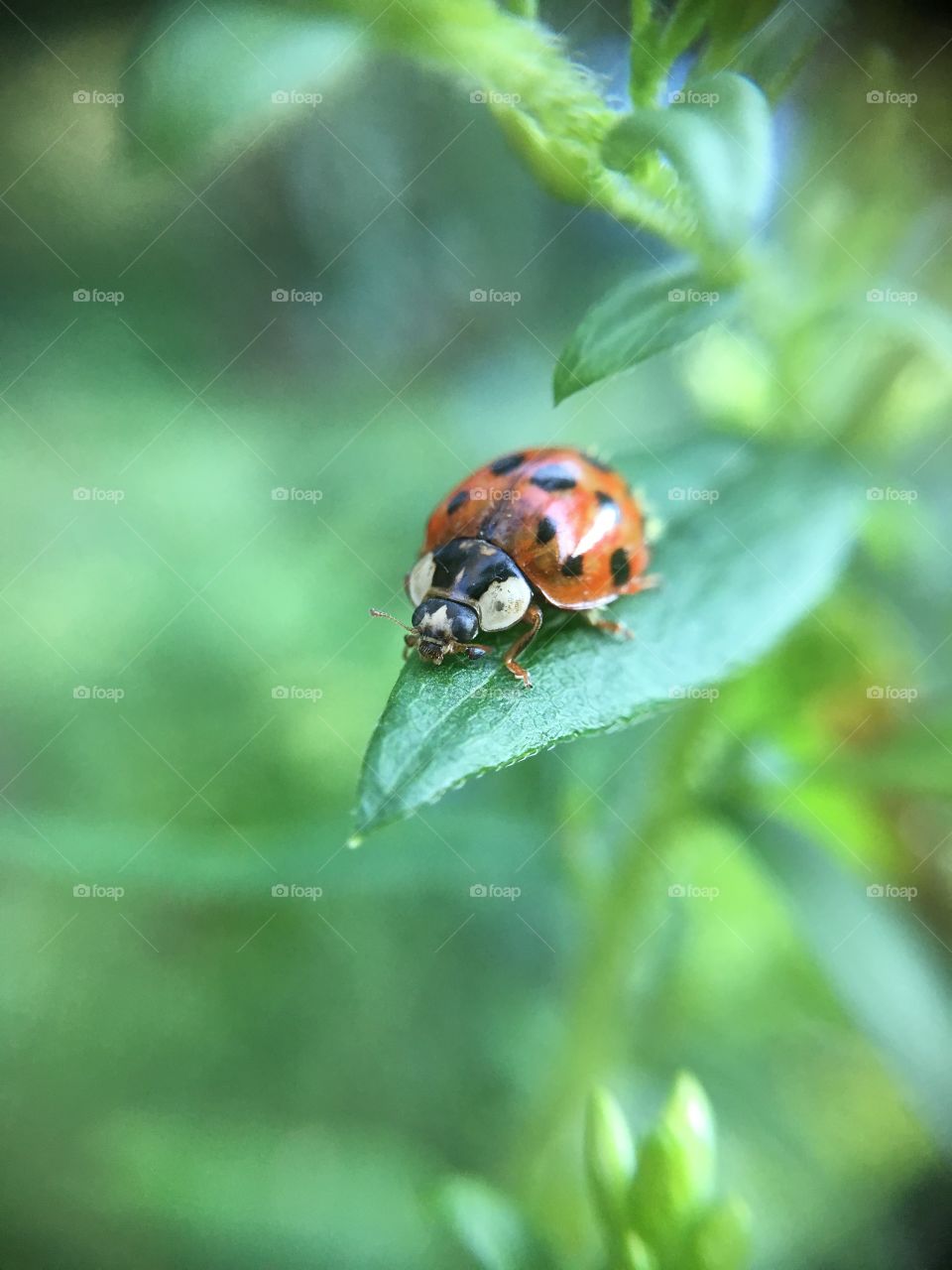 Ladybug