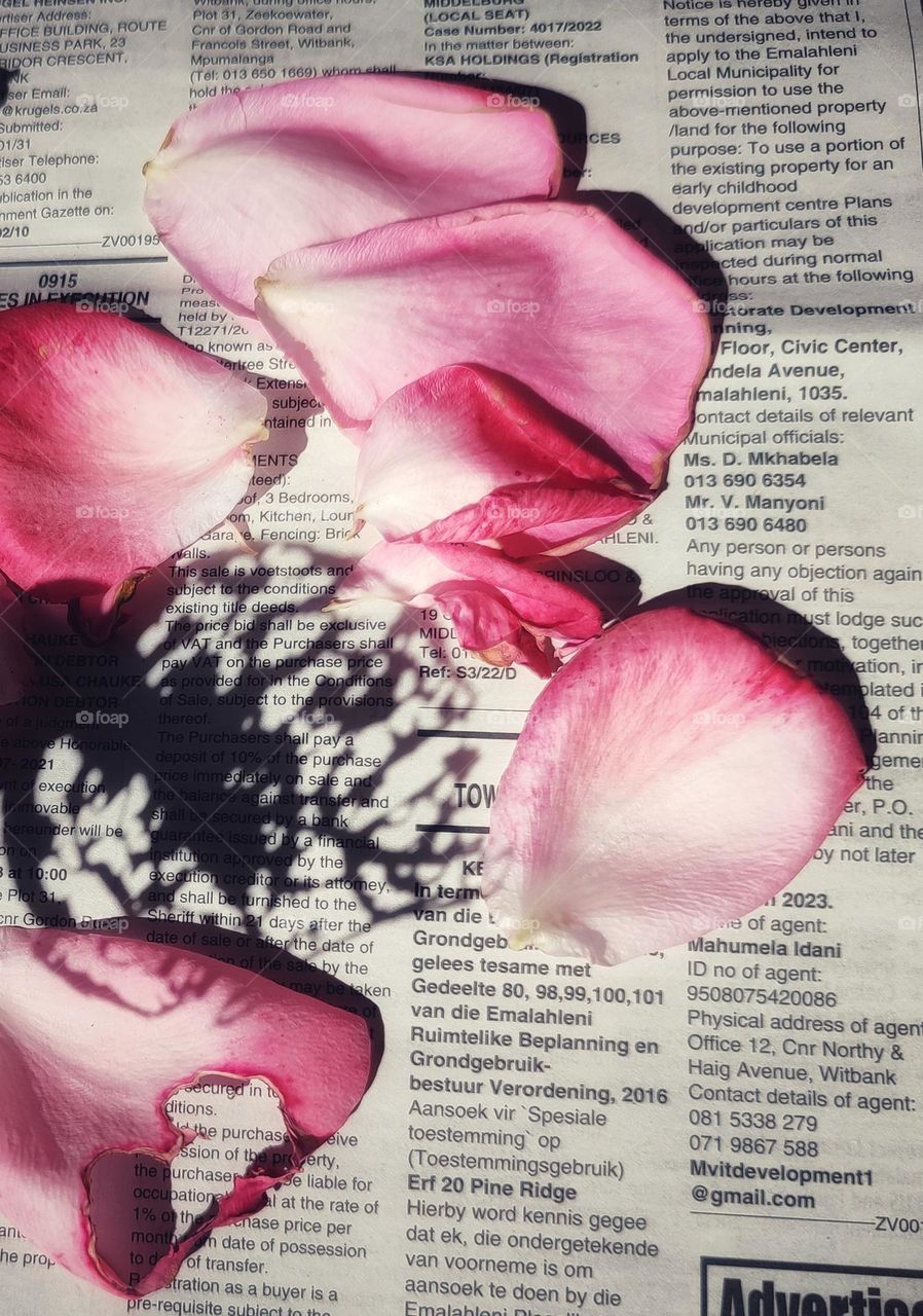 Rose petals on a newspaper with leaf shadow