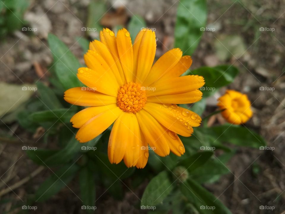 orange flower