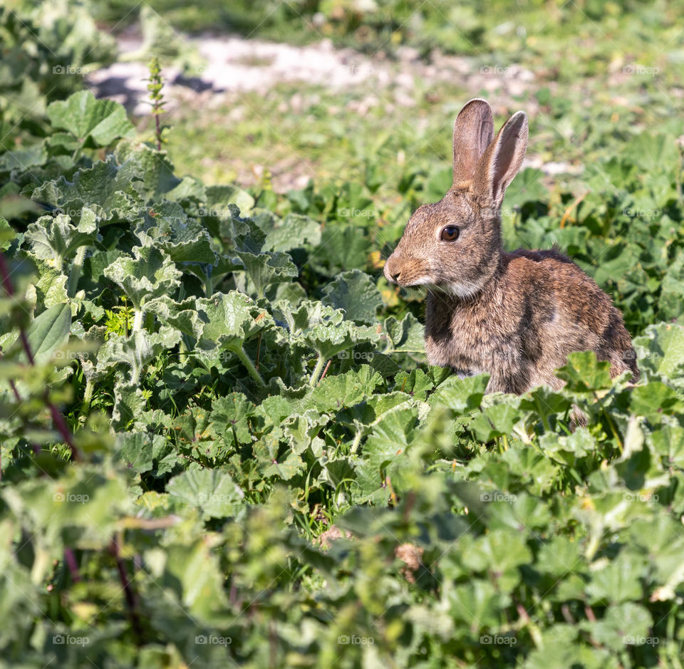 My rabbit enjoying fresh green vegetation in spring.