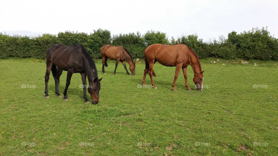 3 Ex-Racehorses grazing. Dark bay Gelding. Bay Gelding. Chesnut Mare