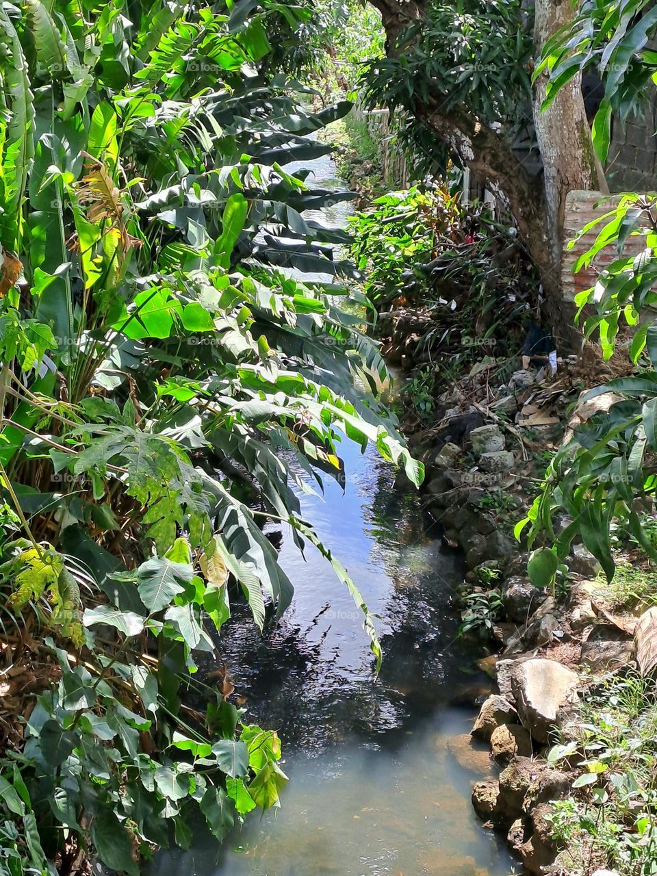 River in the pamplemousses forest, magic of nature.