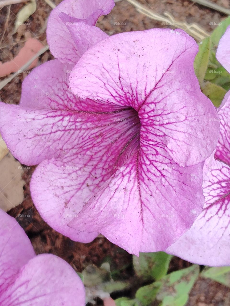 pink flower seasonal fresh shurb small size looks very beautiful generally found everywhere